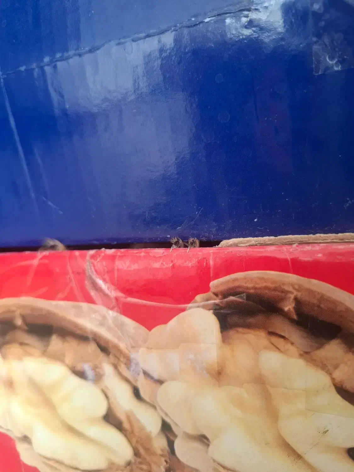 حیوان باهوش|حیوانات|تهران, توحید|دیوار