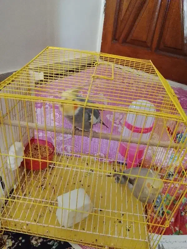 پرنده|پرنده|تهران, بوستان چیتگر|دیوار