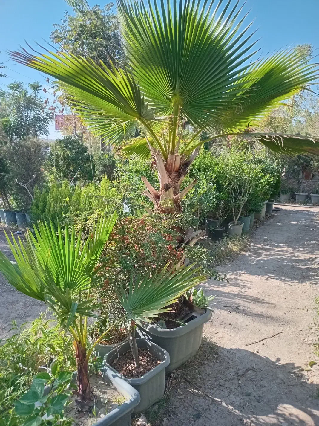 طبیعی جنگلی قورباغه ای راکتی نهال درخت گل و گیاه|گل و گیاه طبیعی|تهران, سید خندان (جلفا)|دیوار