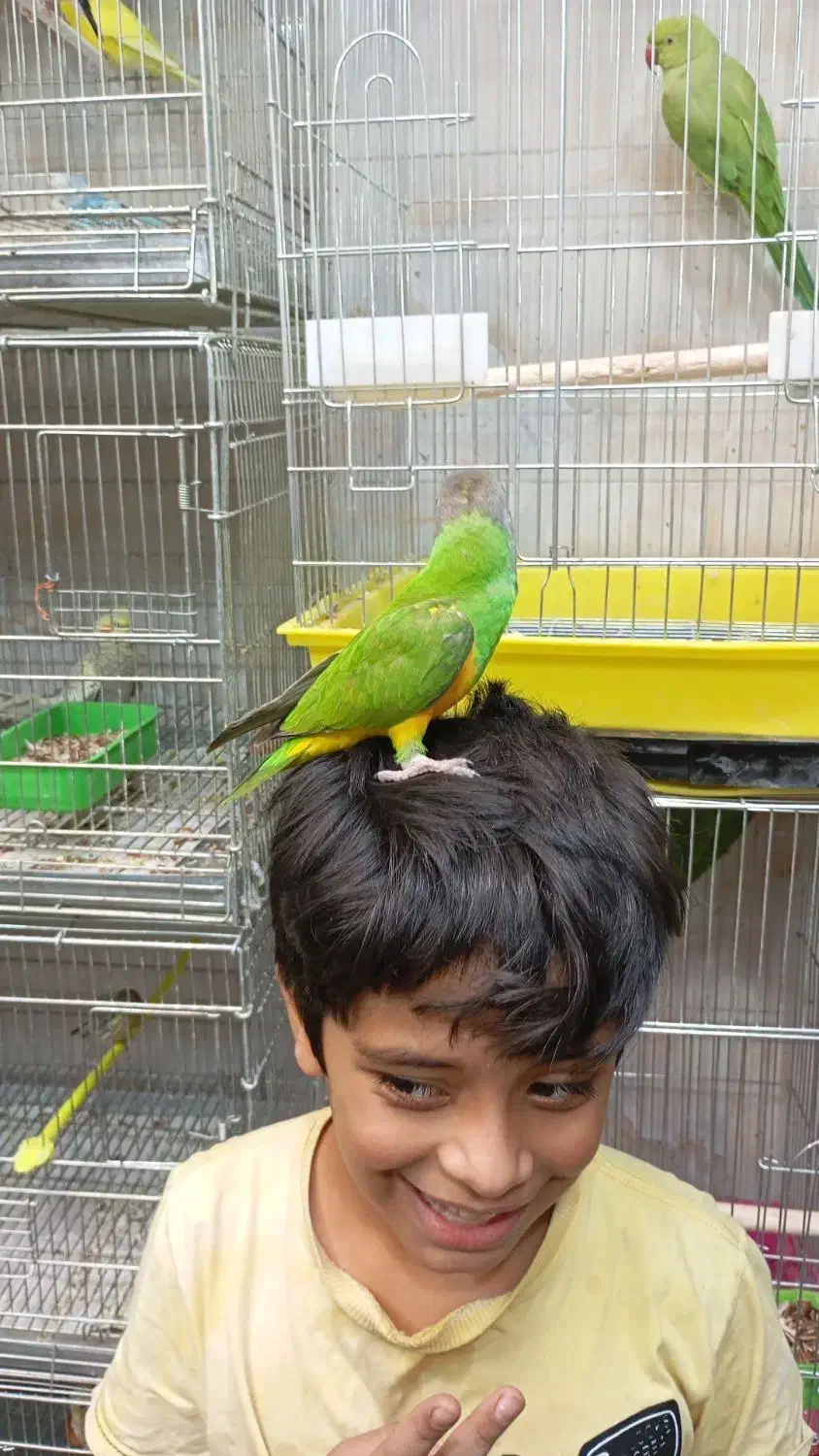 دنیای منقار کج ها ( دریاچه چیتگر )|پرنده|تهران, گلستان (شهرک راه آهن)|دیوار