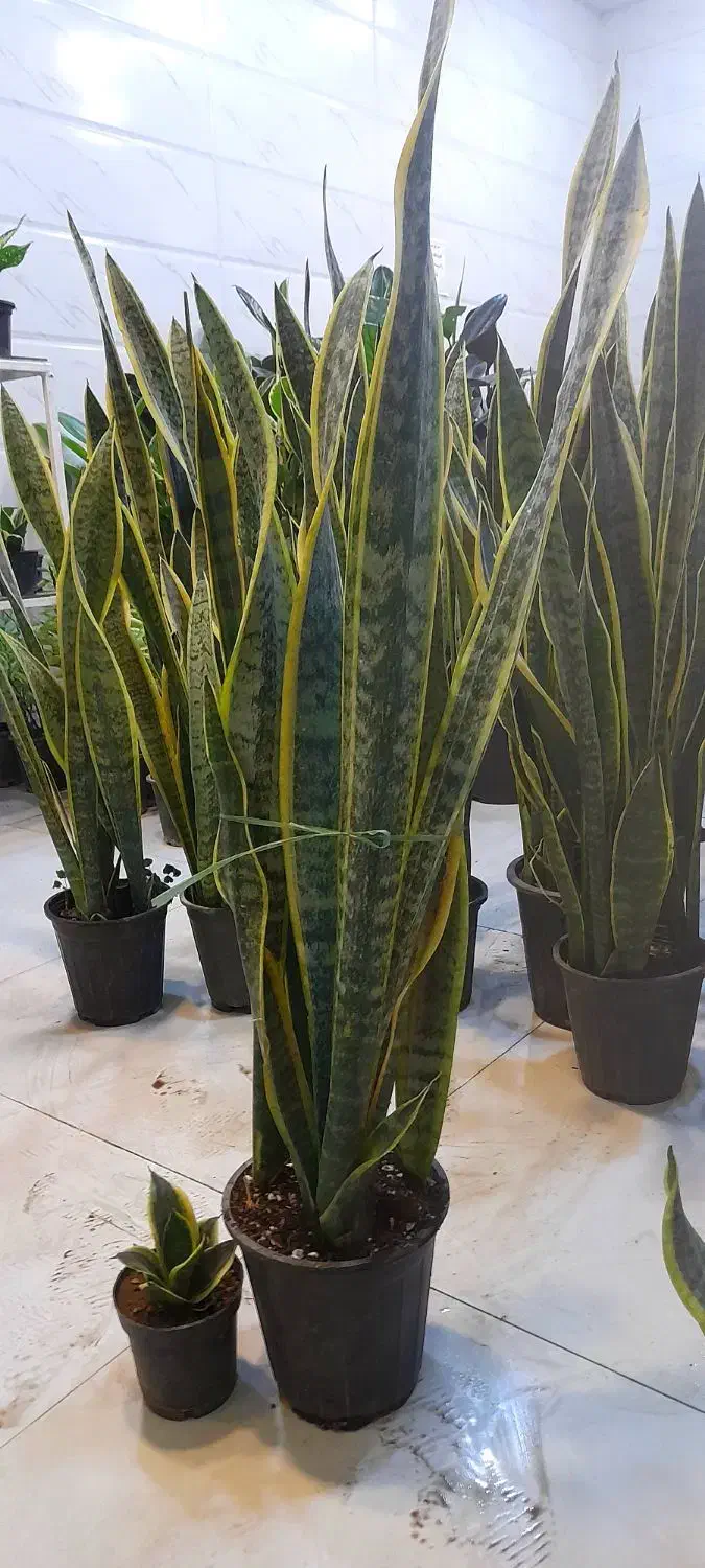 سانسوریا پا بلند شمشیری ابلق پُرغلاف سطل 4|گل و گیاه طبیعی|قم, نیروگاه|دیوار