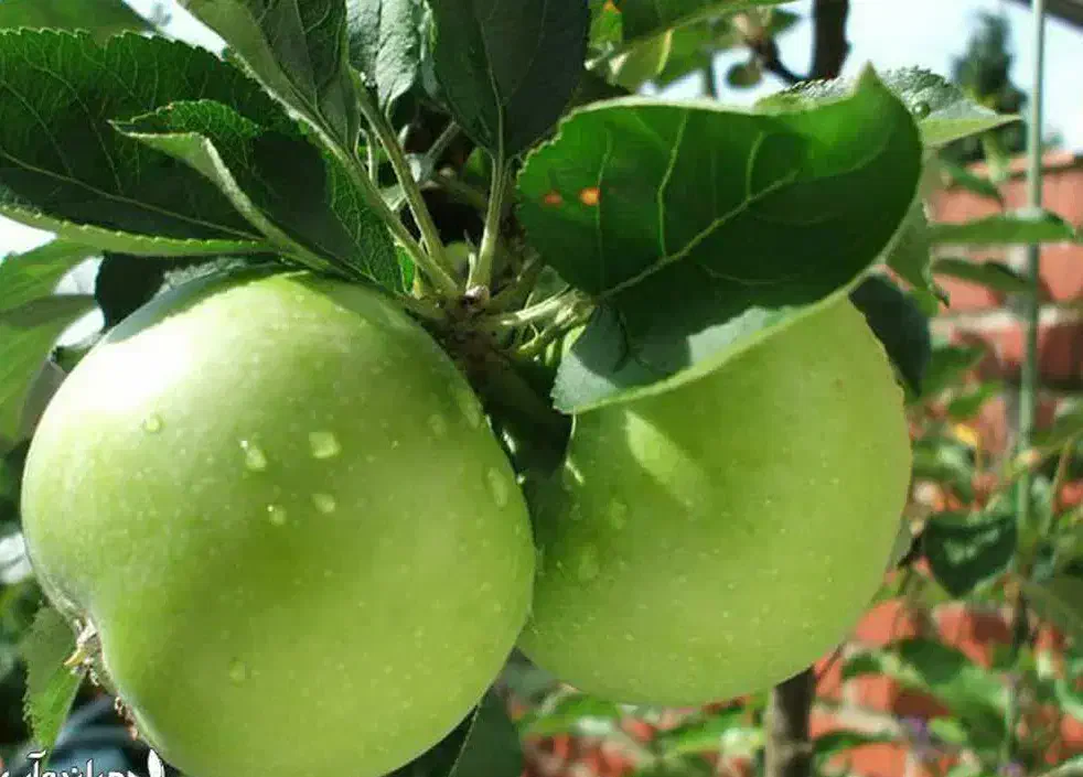 پیشفروش نهال سیب سبز|خدمات باغبانی و درختکاری|خرمدره, |دیوار