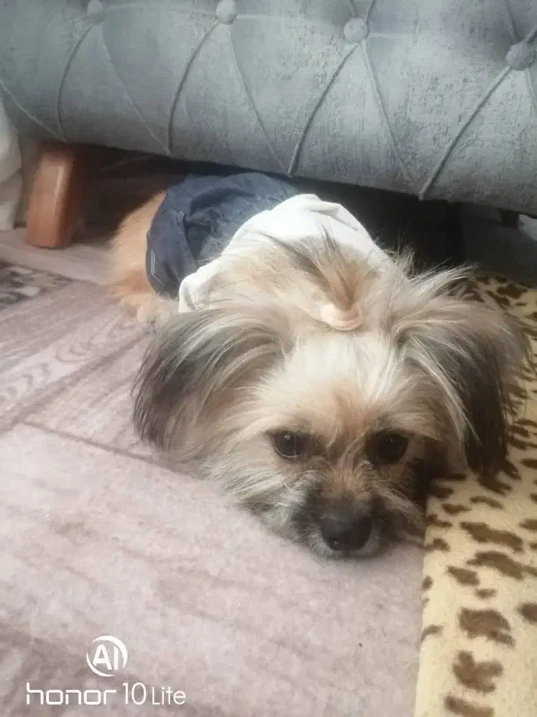 واگذاری سگ|سگ|شیراز, کفترک|دیوار