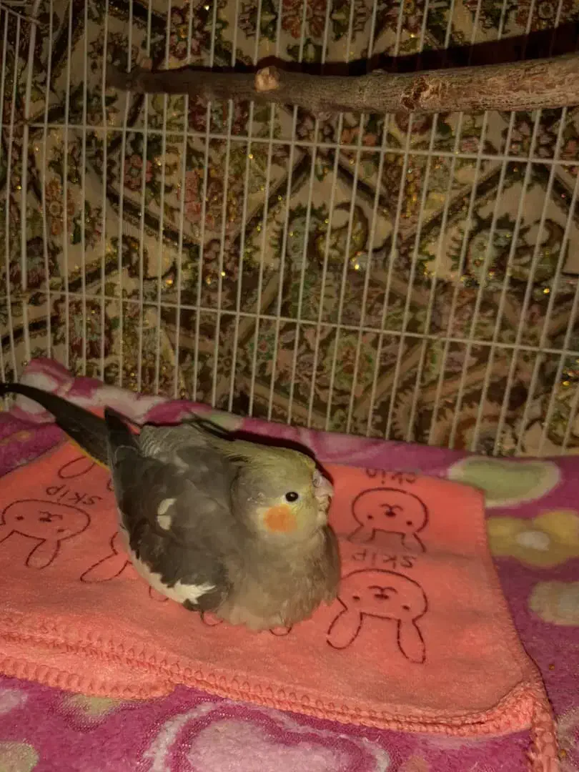 گمشده|حیوانات|بوشهر, |دیوار