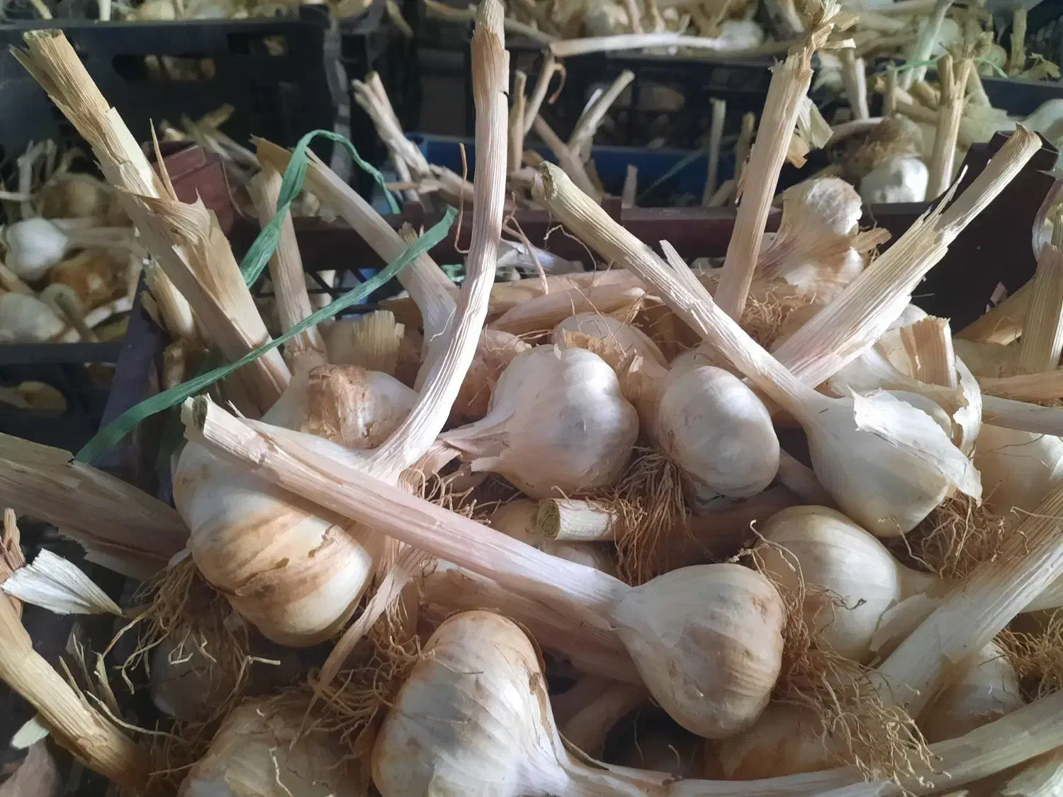 سیر|خوردنی و آشامیدنی|چرداول, |دیوار