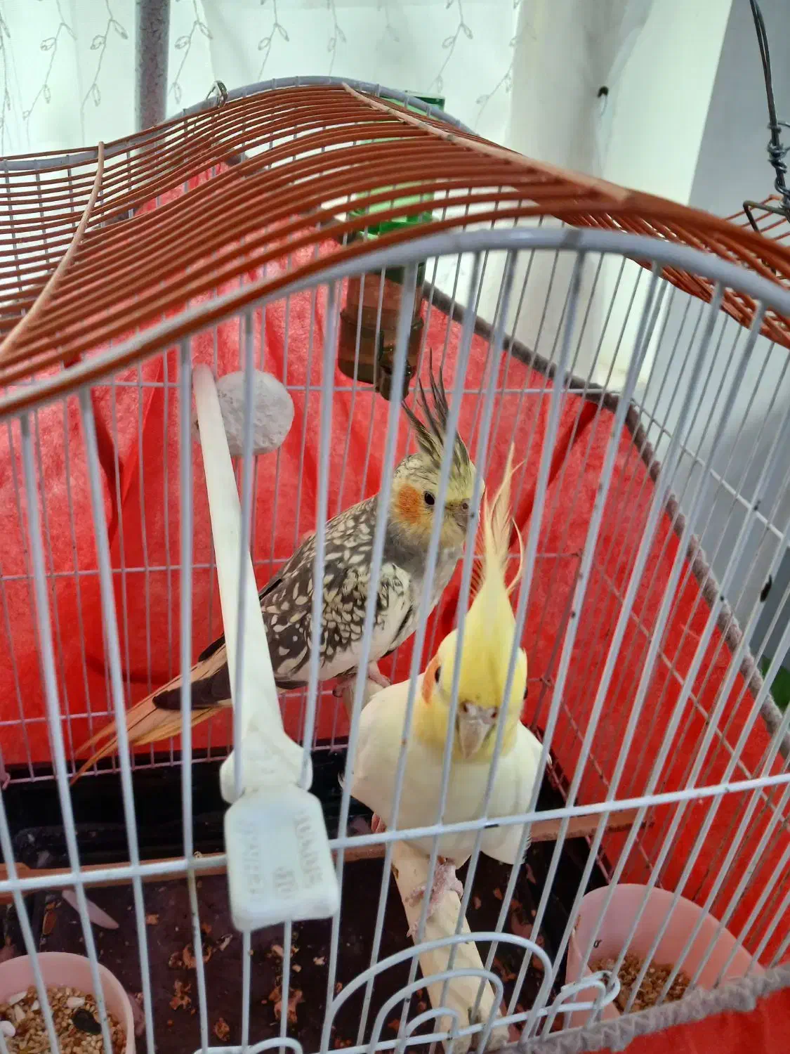 طوطی|پرنده|رشت, شهرک احمد خمینی|دیوار