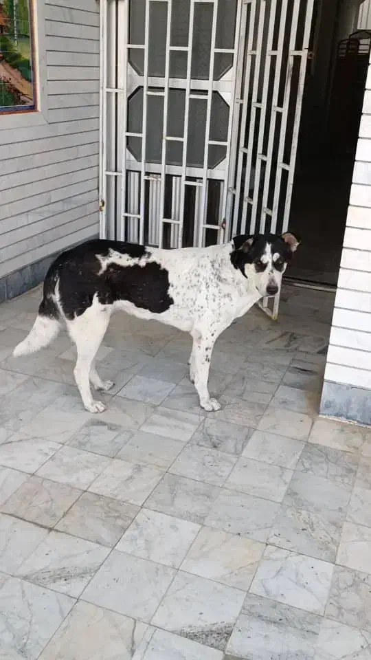 گمشده|حیوانات|جهرم, |دیوار