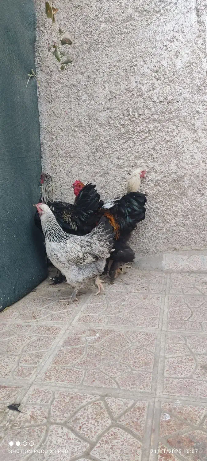 مرغ و خروس برهما جوان|حیوانات مزرعه|پاکدشت, پاکدشت (مامازند)|دیوار