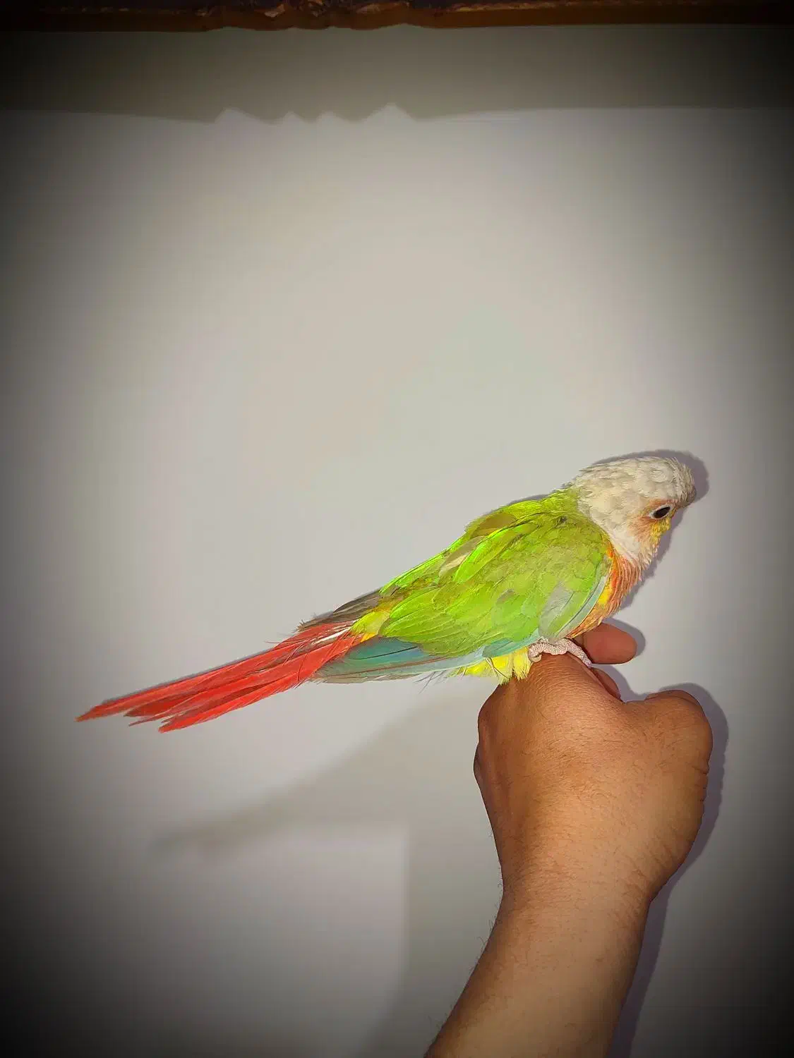 گرینچیک اهلی نر|پرنده|بوشهر, |دیوار