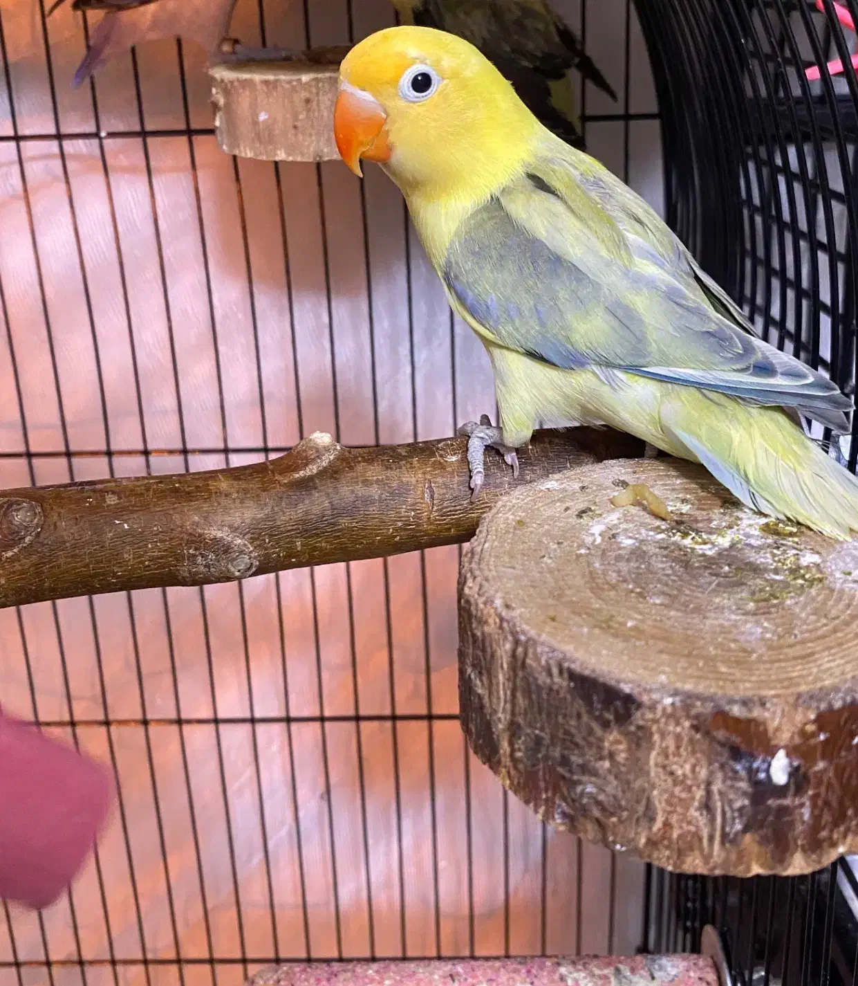 برزیلی|پرنده|تهران, جوادیه تهرانپارس|دیوار