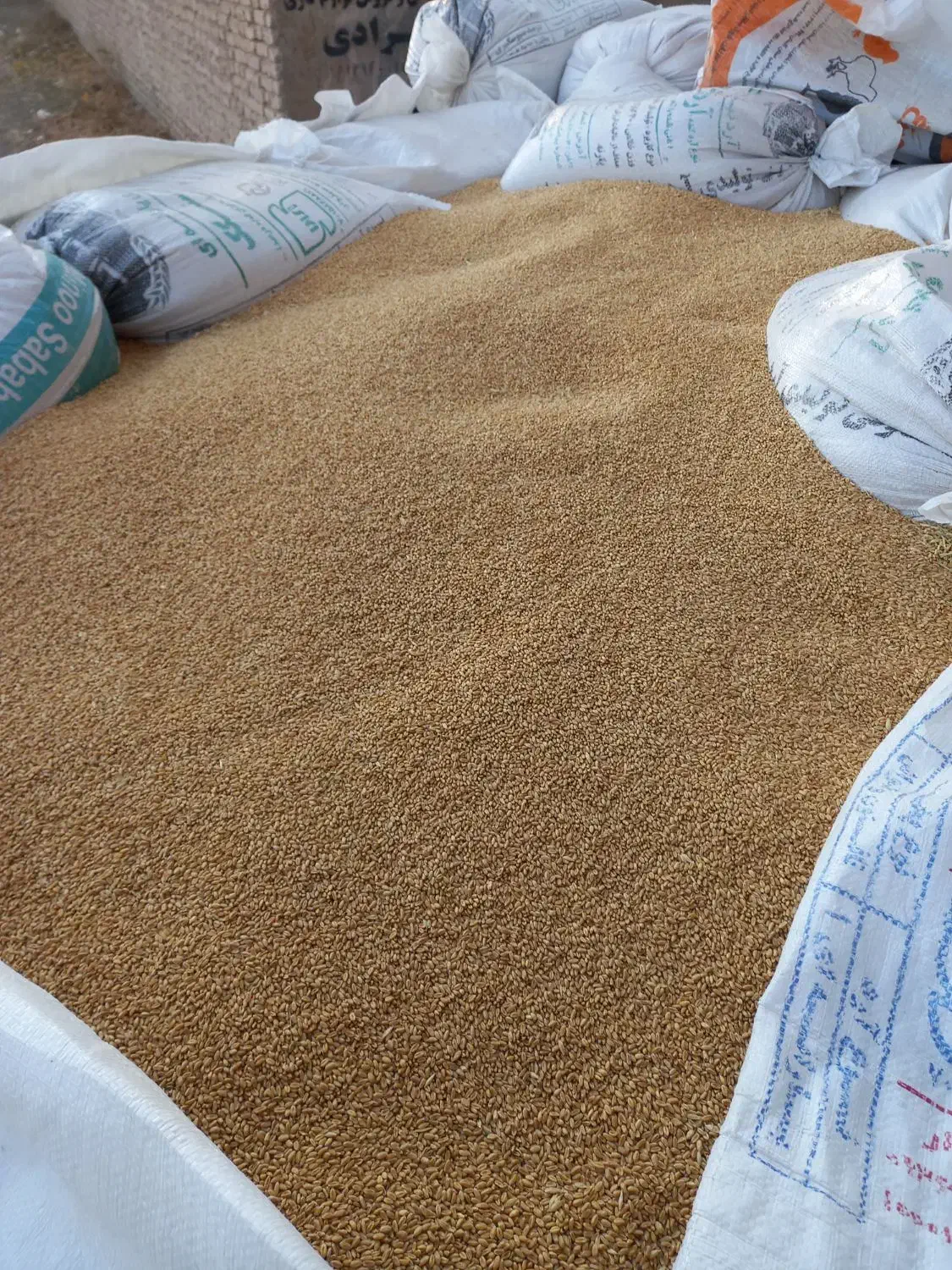 گندم تحویل  با نیسان|خوردنی و آشامیدنی|چناران, |دیوار