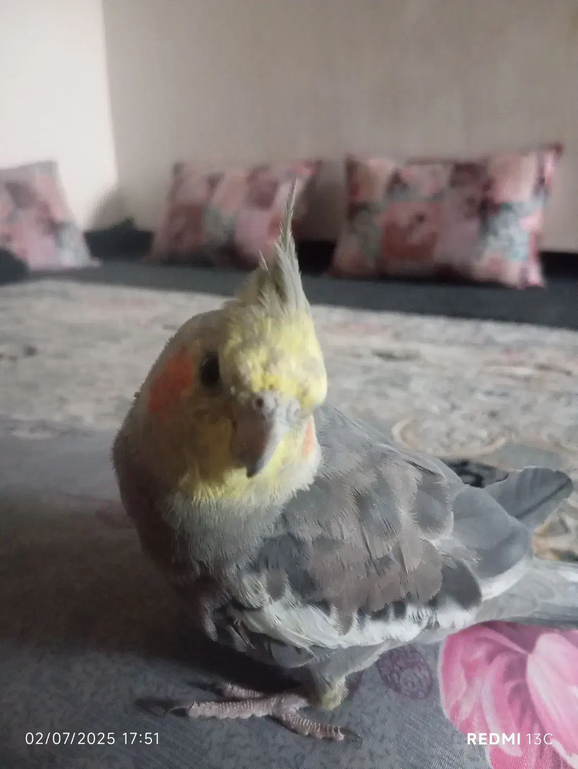 عروس هلندی گمشده|پرنده|شریف‌آباد, |دیوار