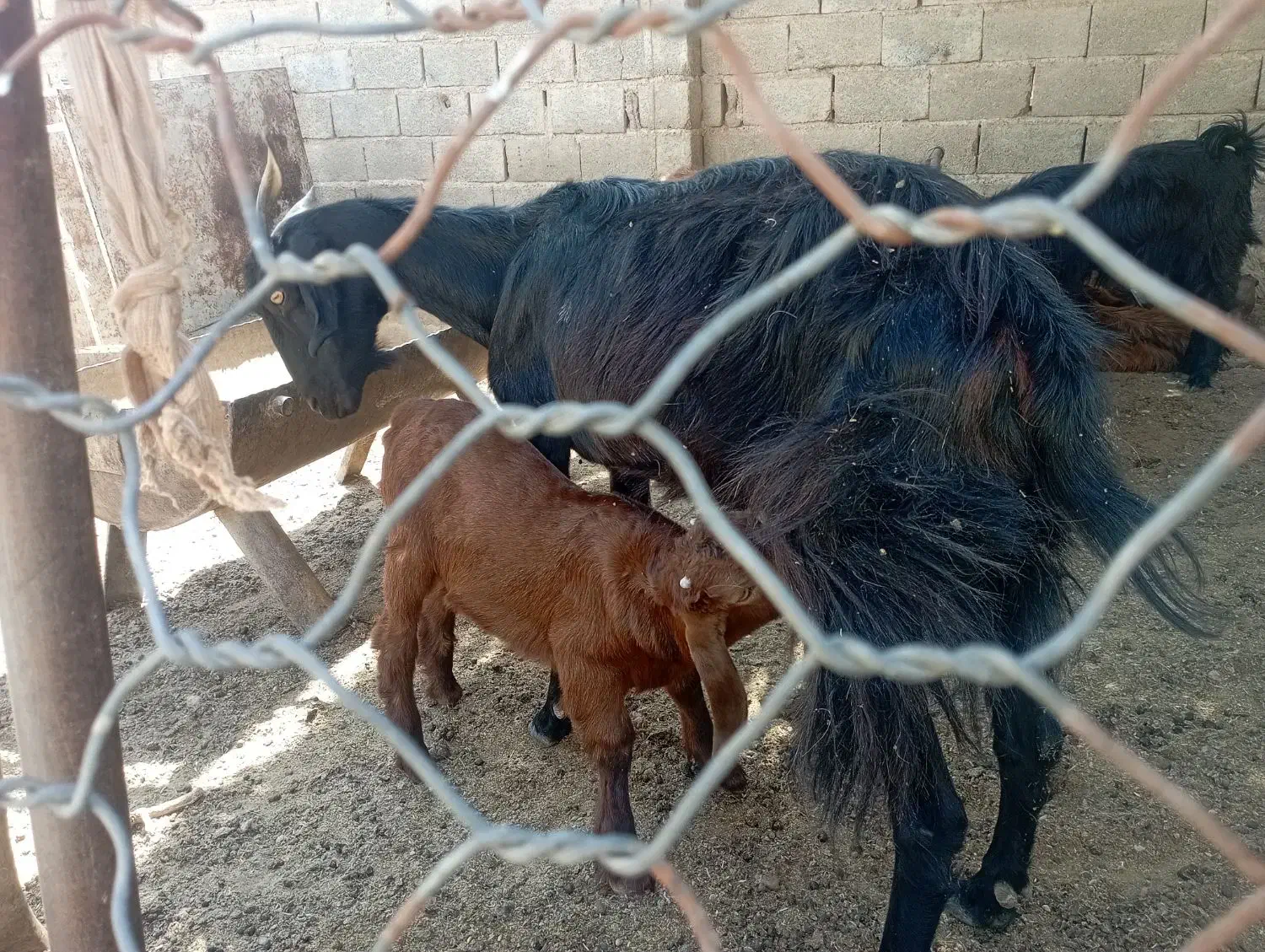 فروش تعدادی کهره و بره چاق|حیوانات مزرعه|داراب, |دیوار