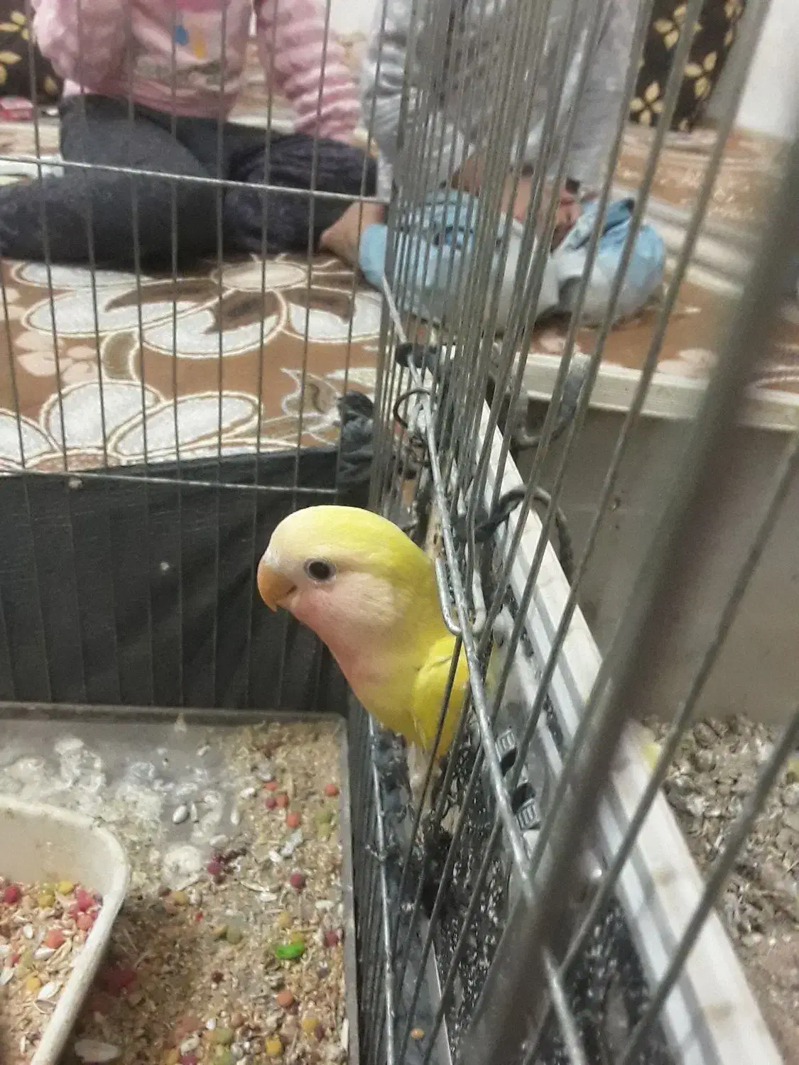 طوطی برزیلی|پرنده|دزفول, |دیوار