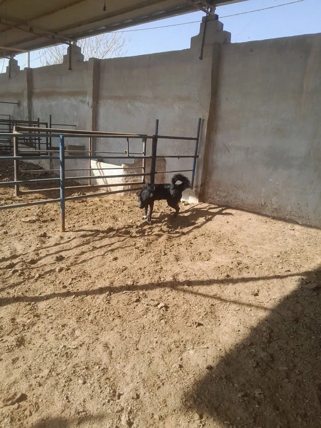 توله سگ|سگ|خمینیشهر, |دیوار