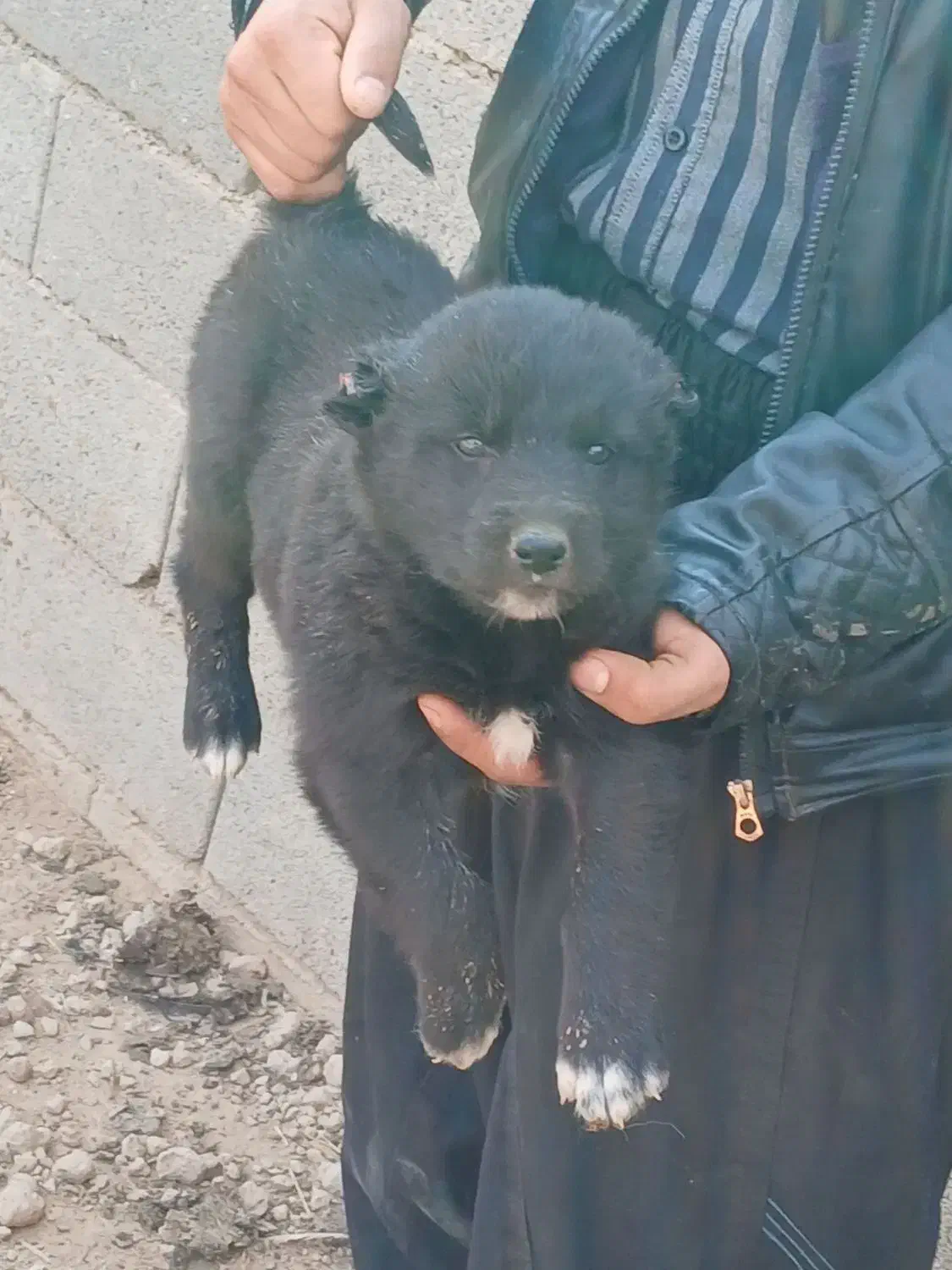 توله سگ قدرجونی|سگ|برخوار, |دیوار