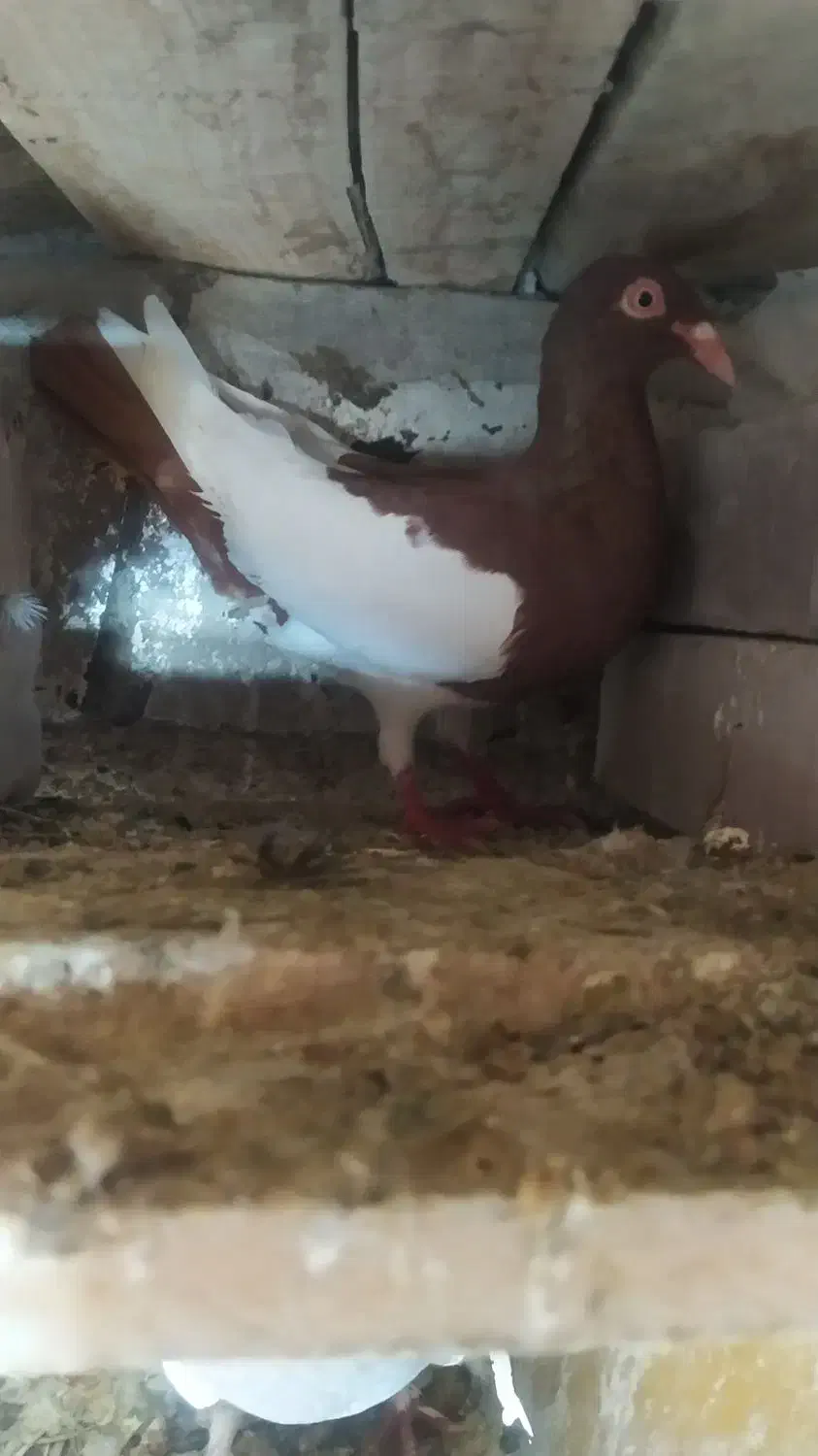 کفتر|پرنده|درمیان, |دیوار