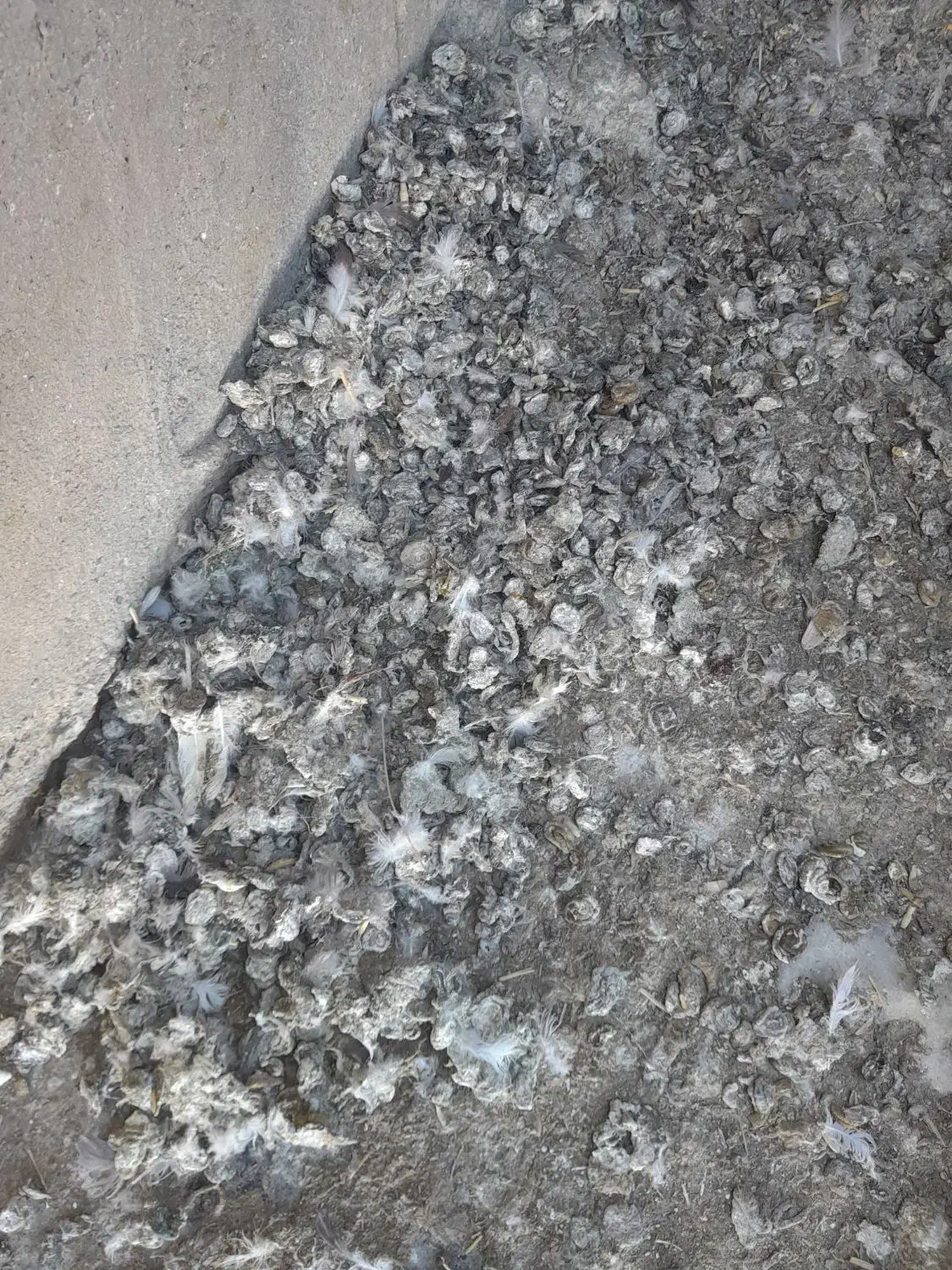 کود کبوتر|گل و گیاه طبیعی|زند, |دیوار