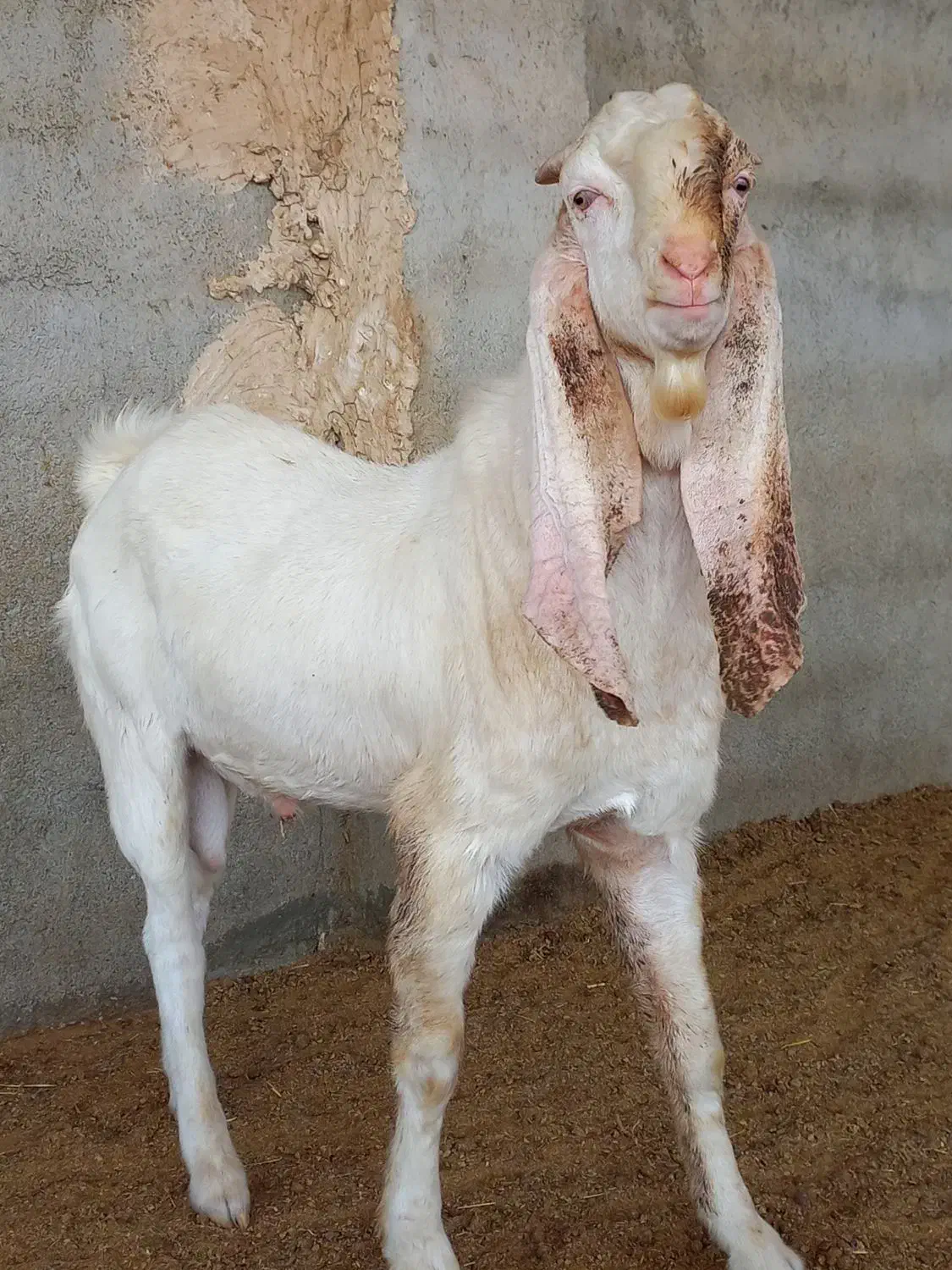 بز نر بز پاکستانی گلابی سانن میش بره قوچ|حیوانات مزرعه|تهران, مشیریه|دیوار