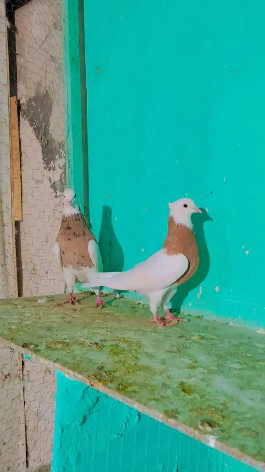 طوقی شیش دانگ و کلکسیونی|پرنده|مشهد, شهید احمدی روشن|دیوار