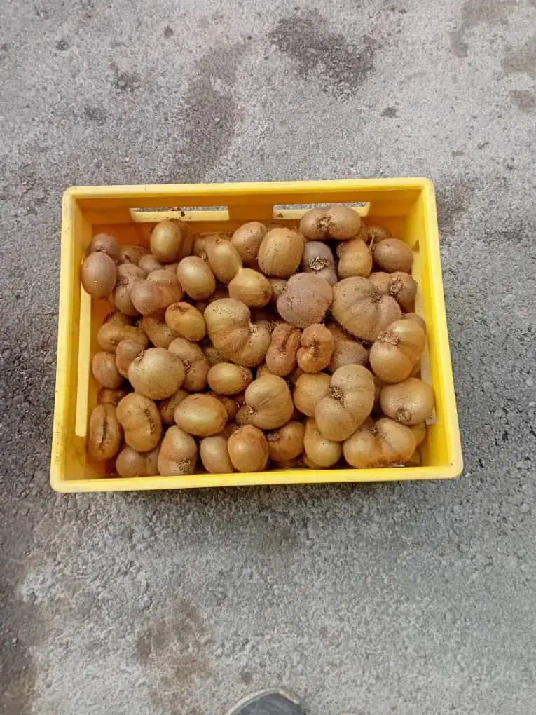 کیوی دوقلو و ریز مخصوص خشک کردن و مربا|خوردنی و آشامیدنی|قائمشهر, |دیوار