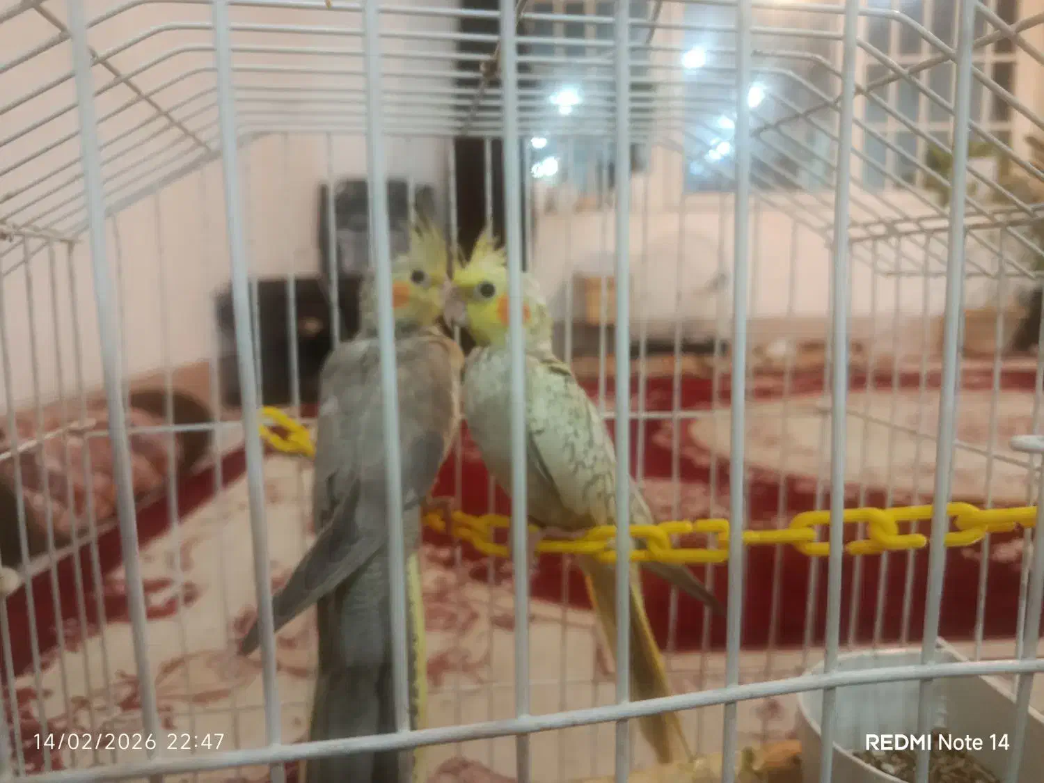 عروس هلندی|پرنده|شیراز, گویم|دیوار