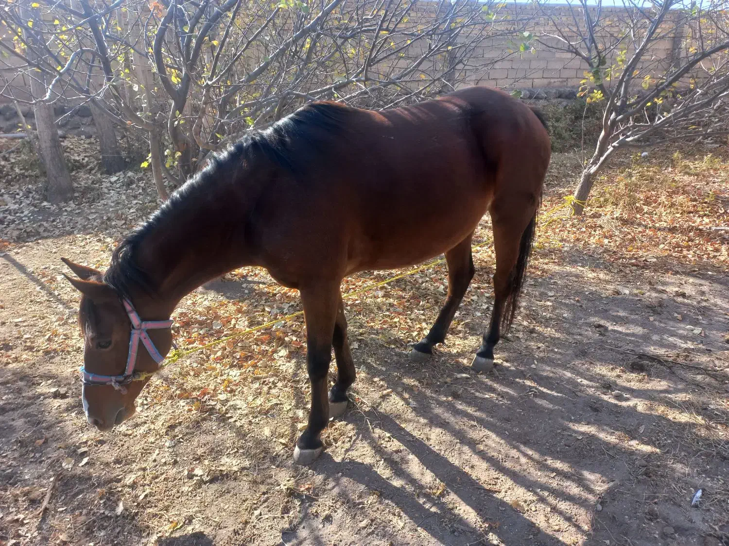 اسب مادیان|اسب و تجهیزات اسب‌سواری|سراب, |دیوار