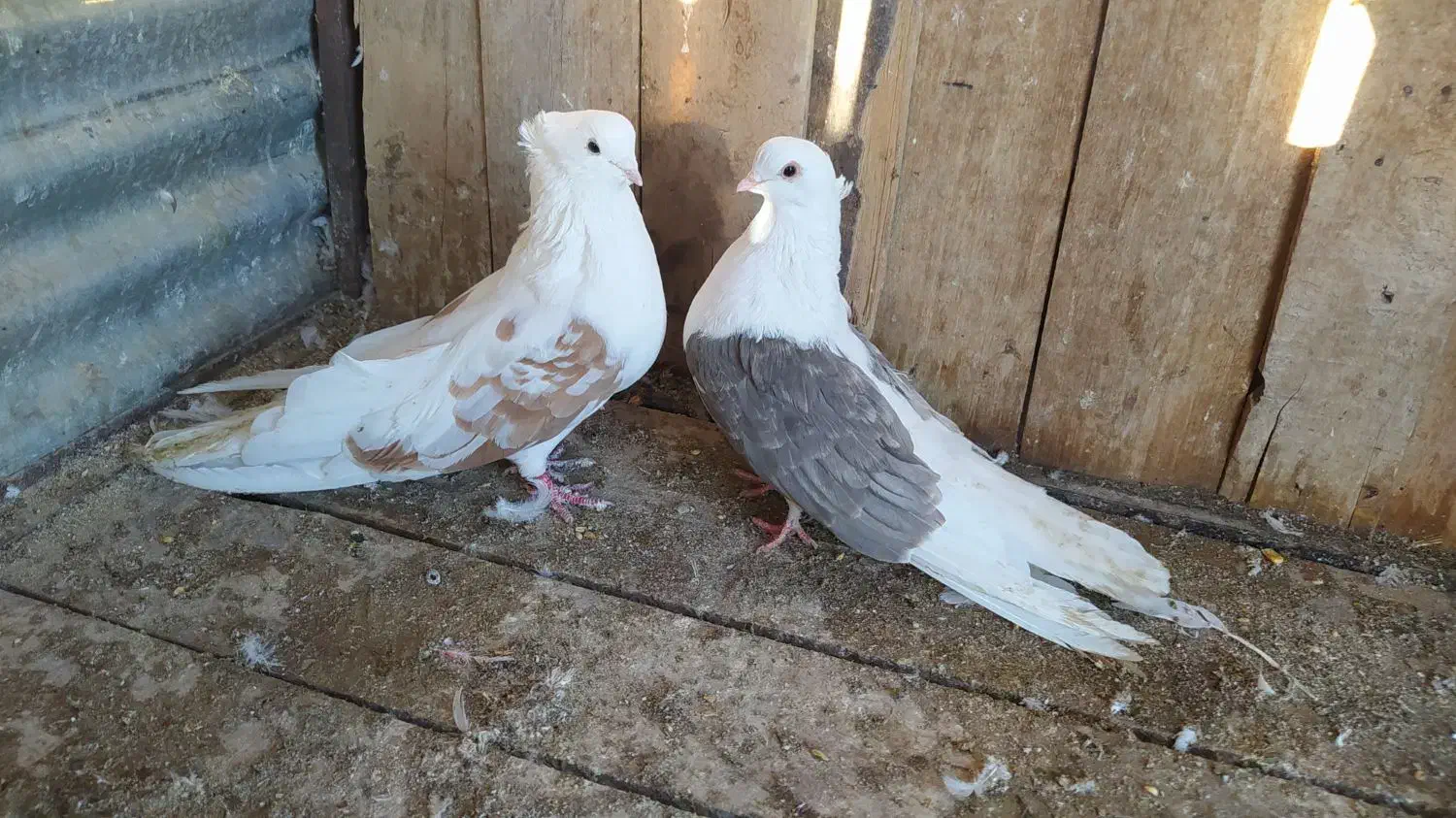 دوبالی درشت|پرنده|شاهرود, |دیوار