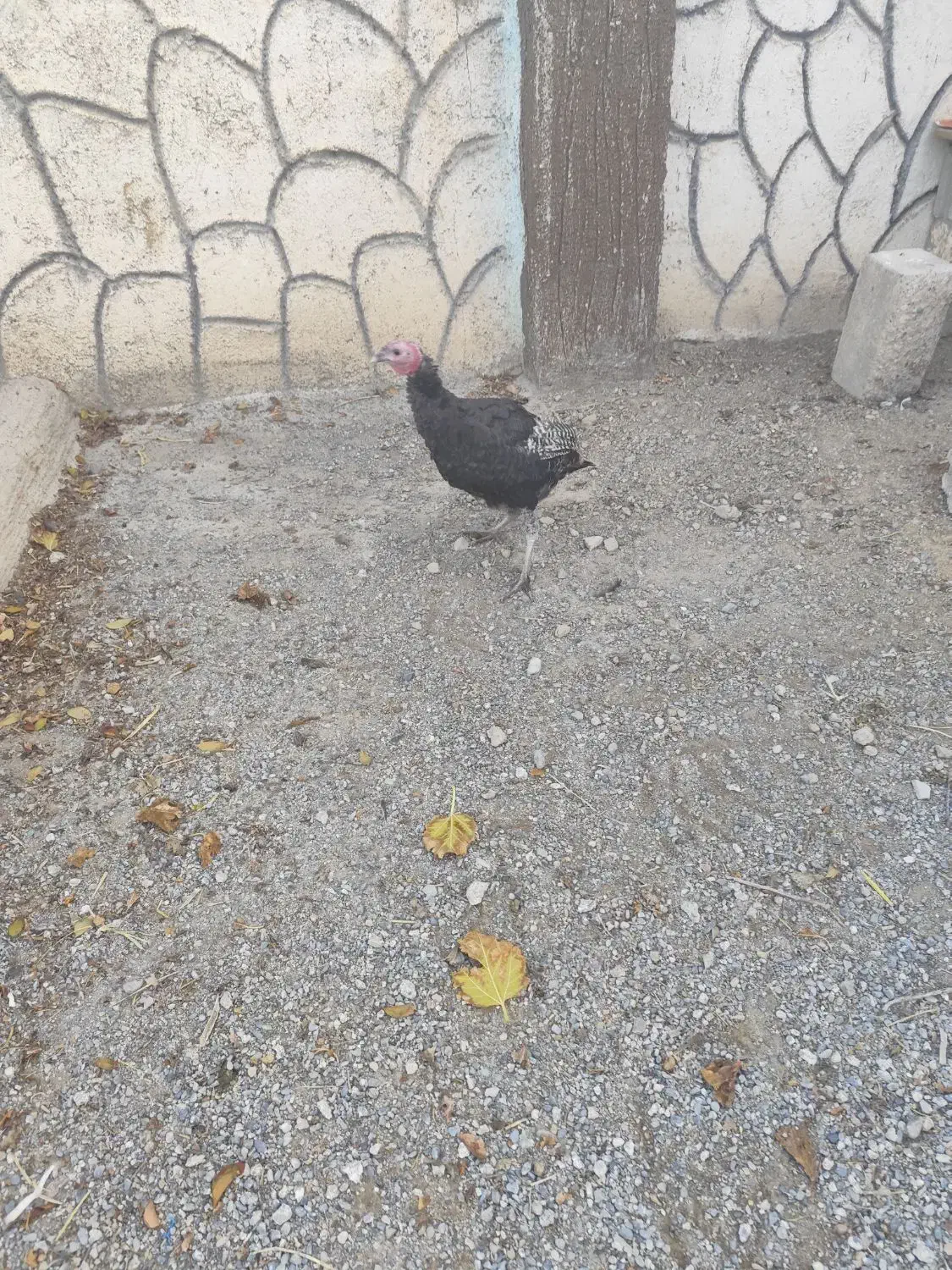 بوقلمون  ماده  روستایی|حیوانات مزرعه|صوفیان, |دیوار