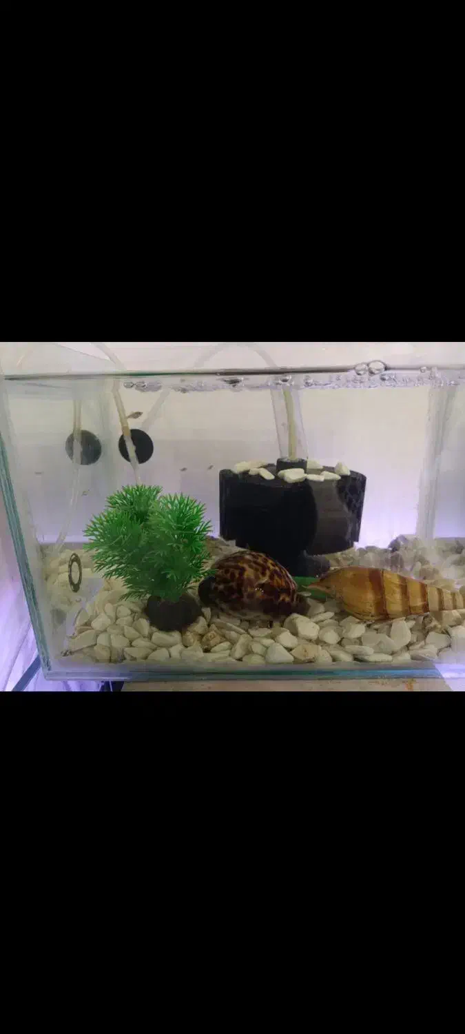 آکواریوم ۱۰۰/۴۰ در ارتفاع شصت|ماهی|رباط‌کریم, رباط‌کریم|دیوار