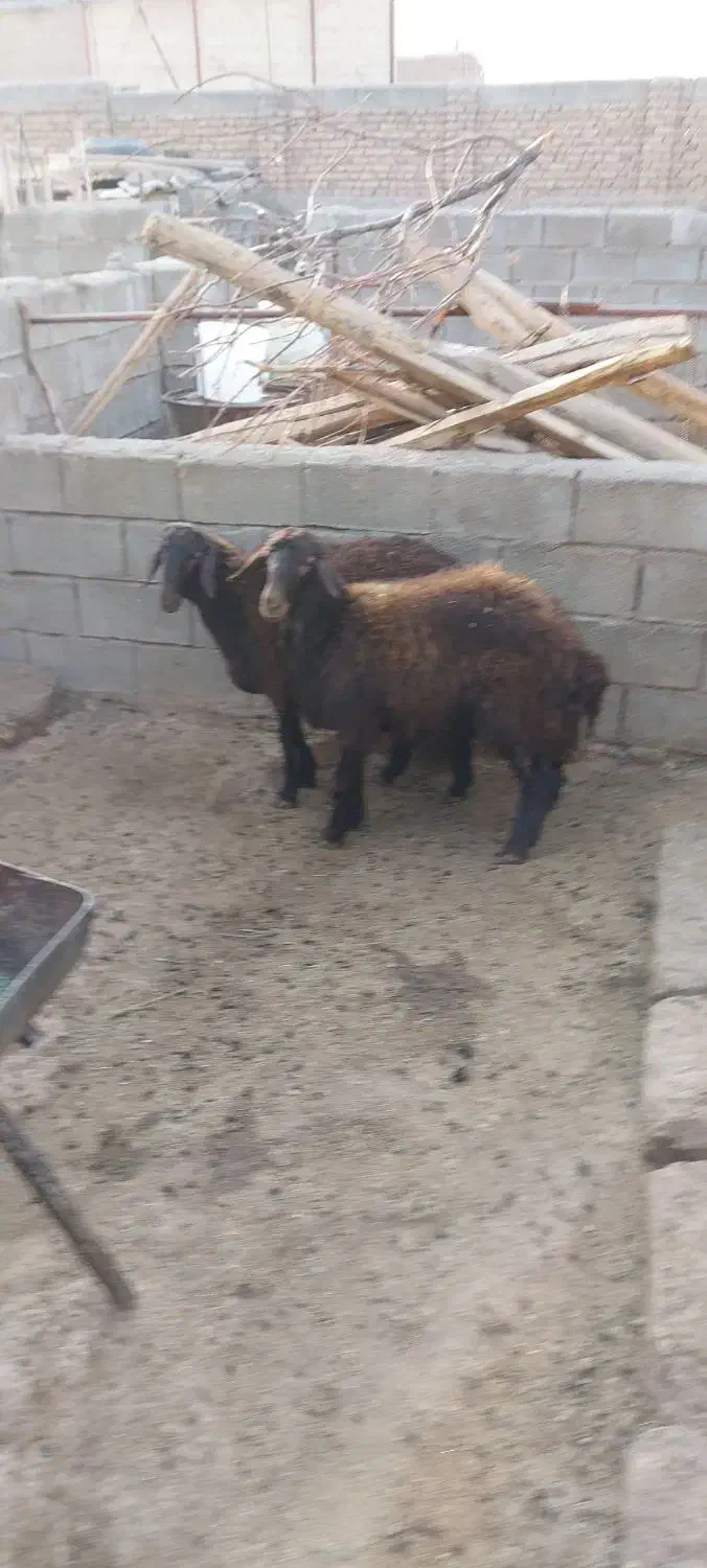 بره ماده هترو|حیوانات مزرعه|جلگه رخ, |دیوار