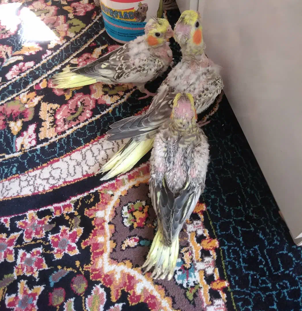 جوجه عروس هلندی|پرنده|شیراز, کوشک میدان|دیوار