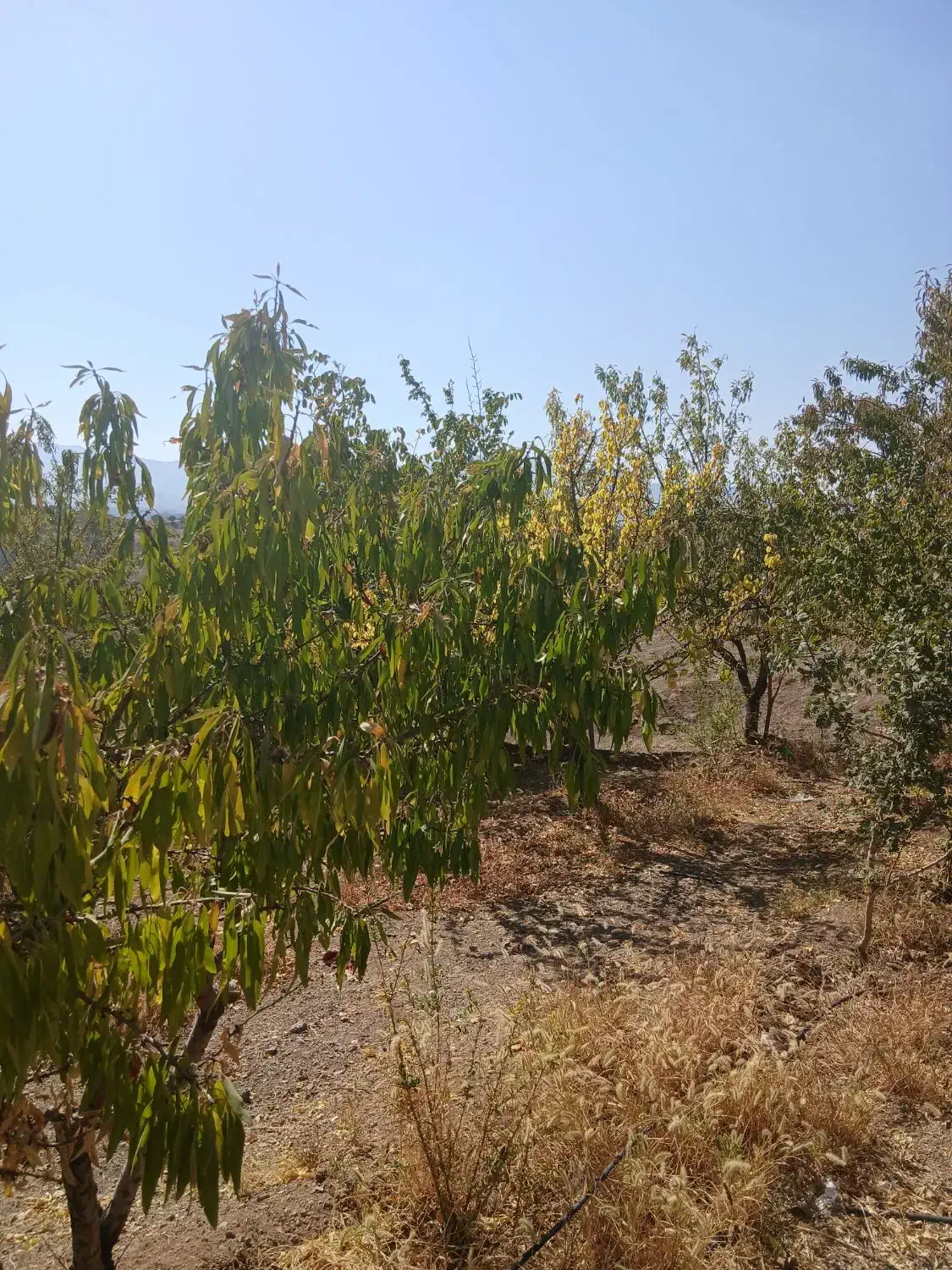 ۳۰۰۰ باغ با اتاق وسرویس|فروش دفتر صنعتی، کشاورزی، تجاری|سامان, |دیوار