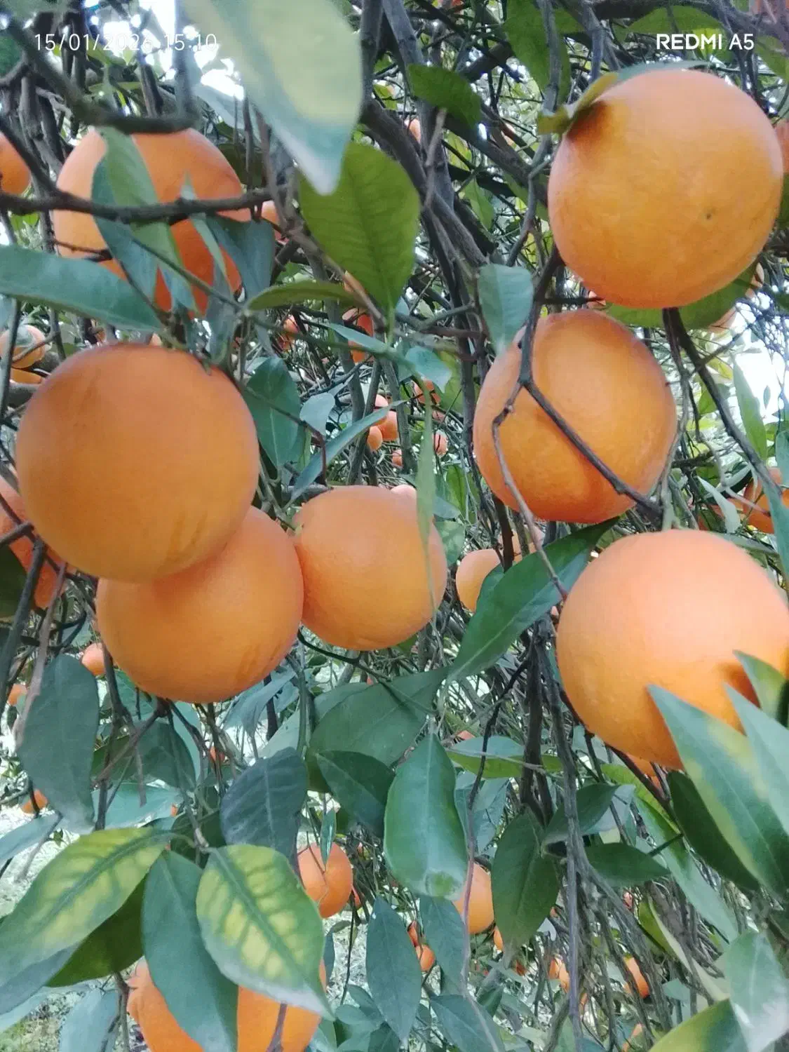 2تن پرتقال تامسون و1تن خونی|حراج|قائمشهر, |دیوار