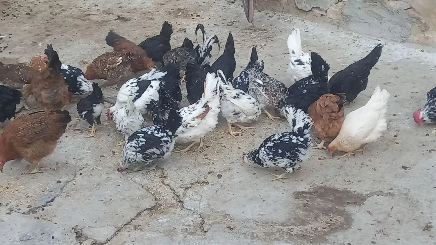 مرغ گلین ریشو|حیوانات مزرعه|اشترینان, |دیوار