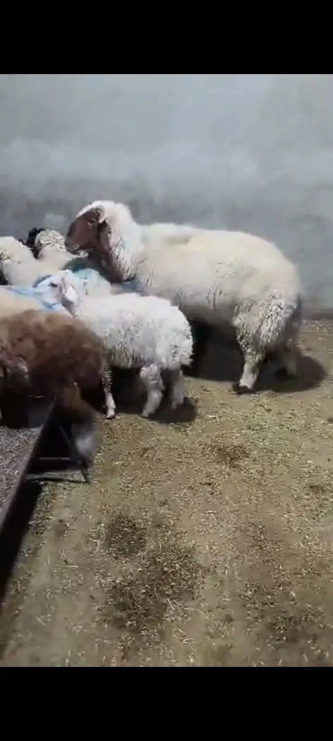 قوچ عراقی|حیوانات مزرعه|بندر ماهشهر, |دیوار