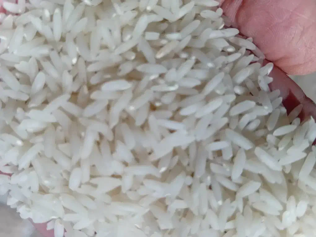 فروش بهنام کشت دوم|خوردنی و آشامیدنی|قائم‌شهر, |دیوار