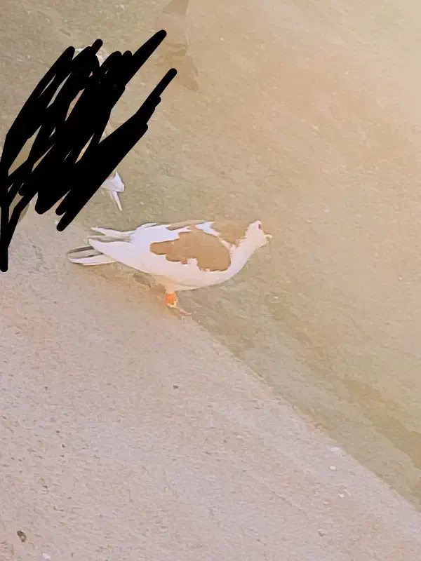 کبوتر|پرنده|تربت‌حیدریه, بازار|دیوار