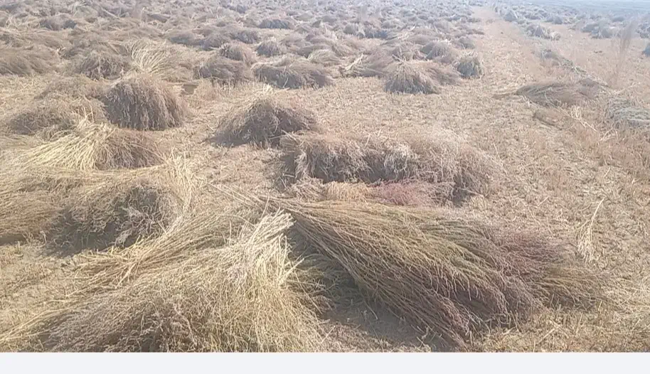 جارو. محلی. شهرداری|لوازم نظافت|سبزوار, قصبه غربی|دیوار