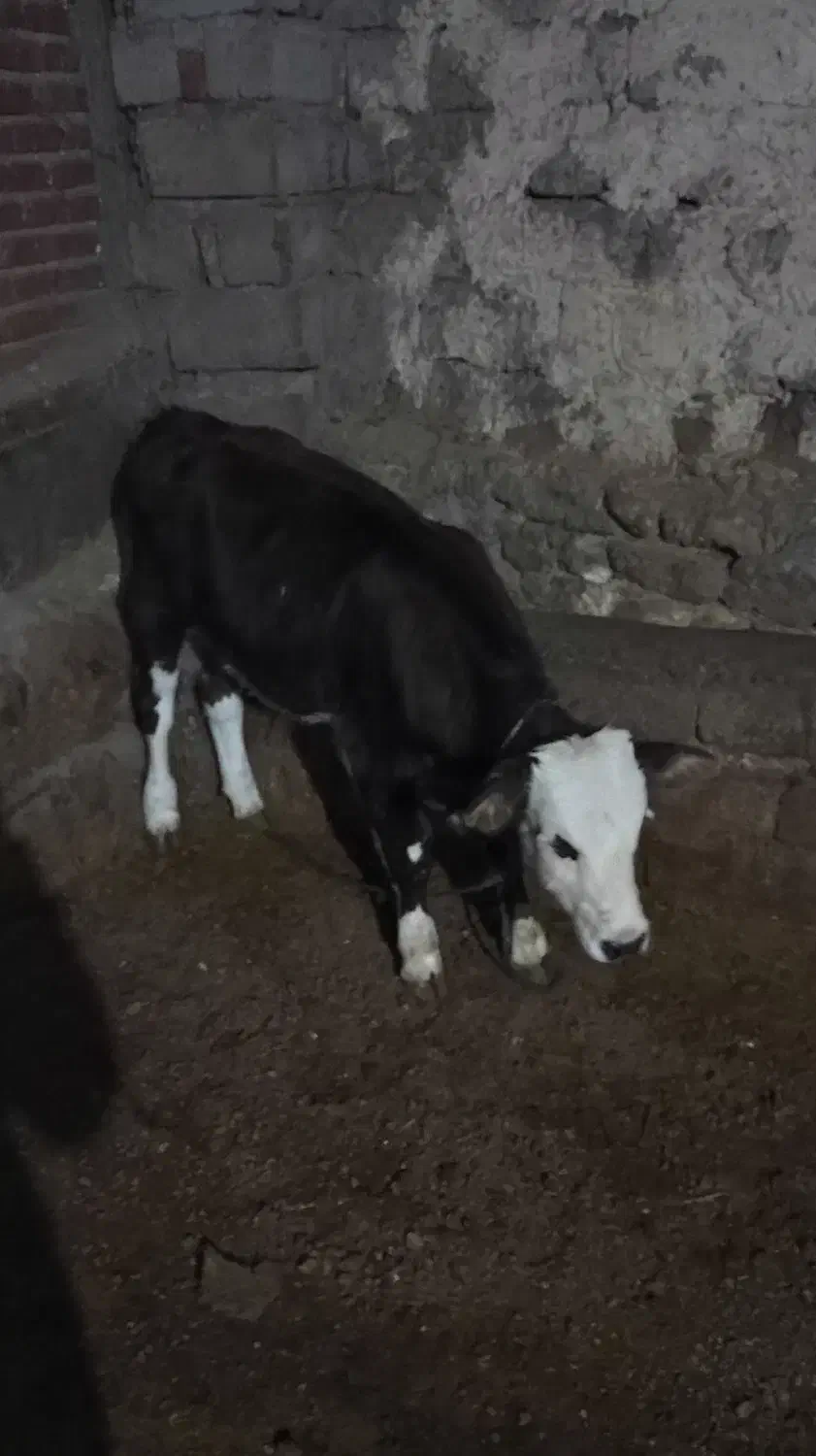 سه‌راس‌گوساله‌نر|حیوانات مزرعه|نظر کهریزی, |دیوار