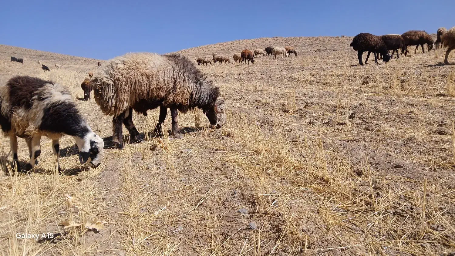 قورچ|حیوانات مزرعه|الیگودرز, |دیوار