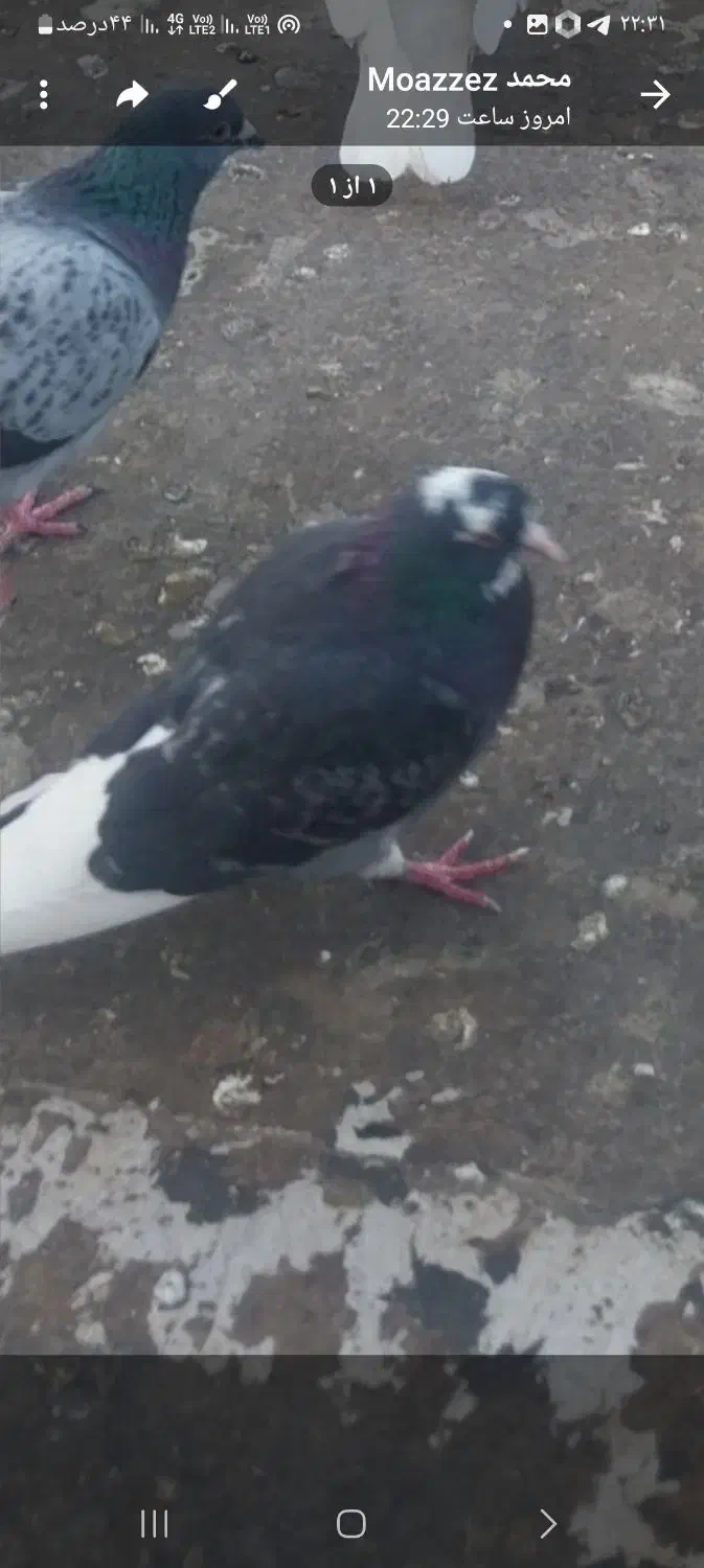حیوون کبوتر گم شده|پرنده|قرچک, زیبا شهر|دیوار