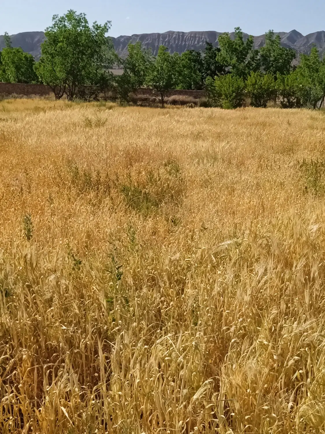 تصویر 2