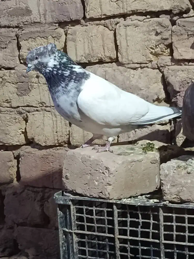 کبوتر گم شده|حیوانات|هیرمند, |دیوار