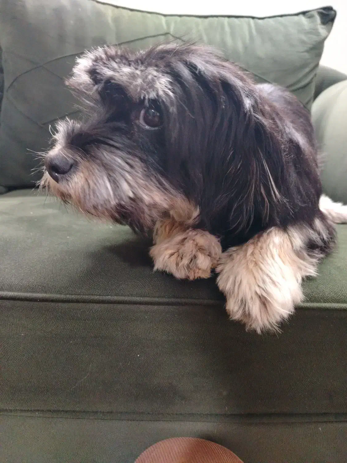 سگ پیدا شده|حیوانات|شاهین‌شهر, پاسداران|دیوار