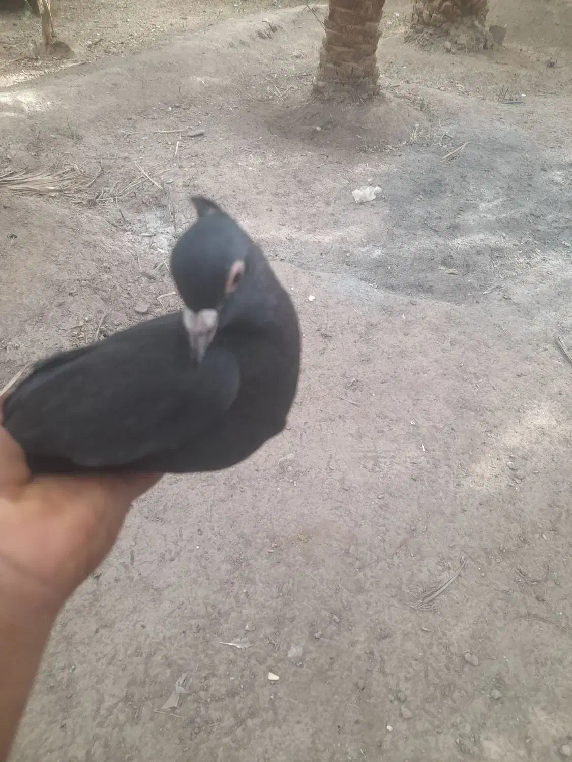 زاغ گوگ ماده|پرنده|بم, |دیوار