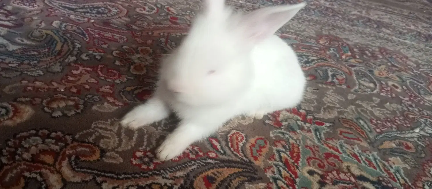 خرگوش|موش و خرگوش|کاشان, قطب راوندی|دیوار