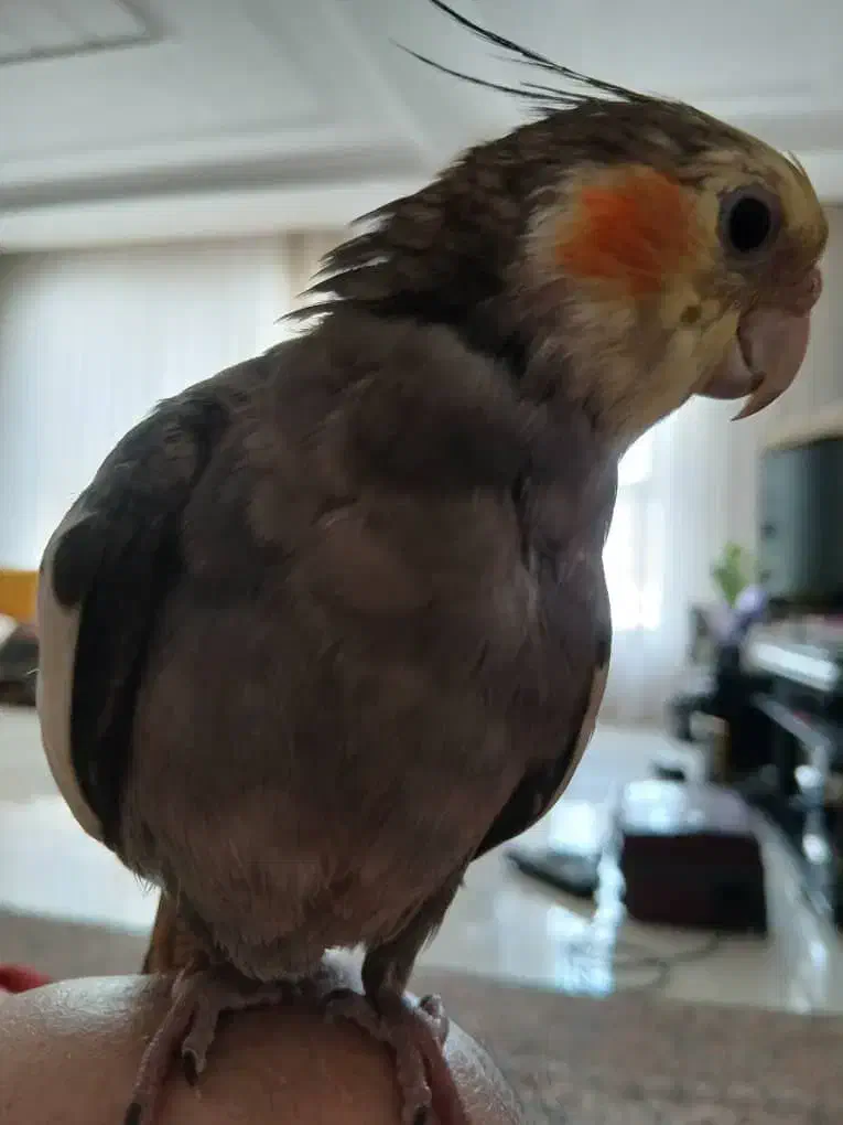 گمشده عروس هلندی|حیوانات|همدان, |دیوار