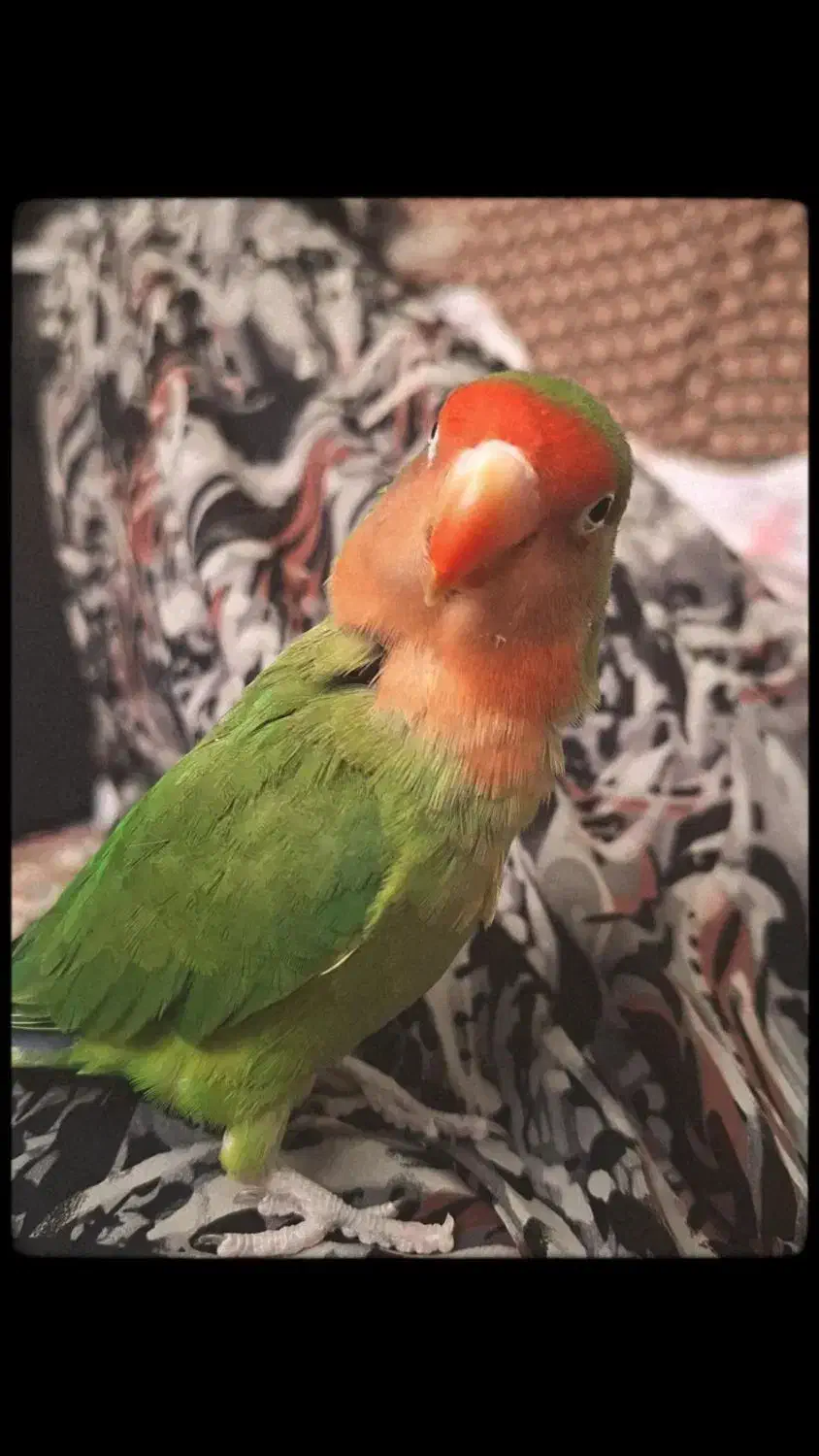 طوطی کوتوله|پرنده|نیشابور, ۲۲ بهمن|دیوار