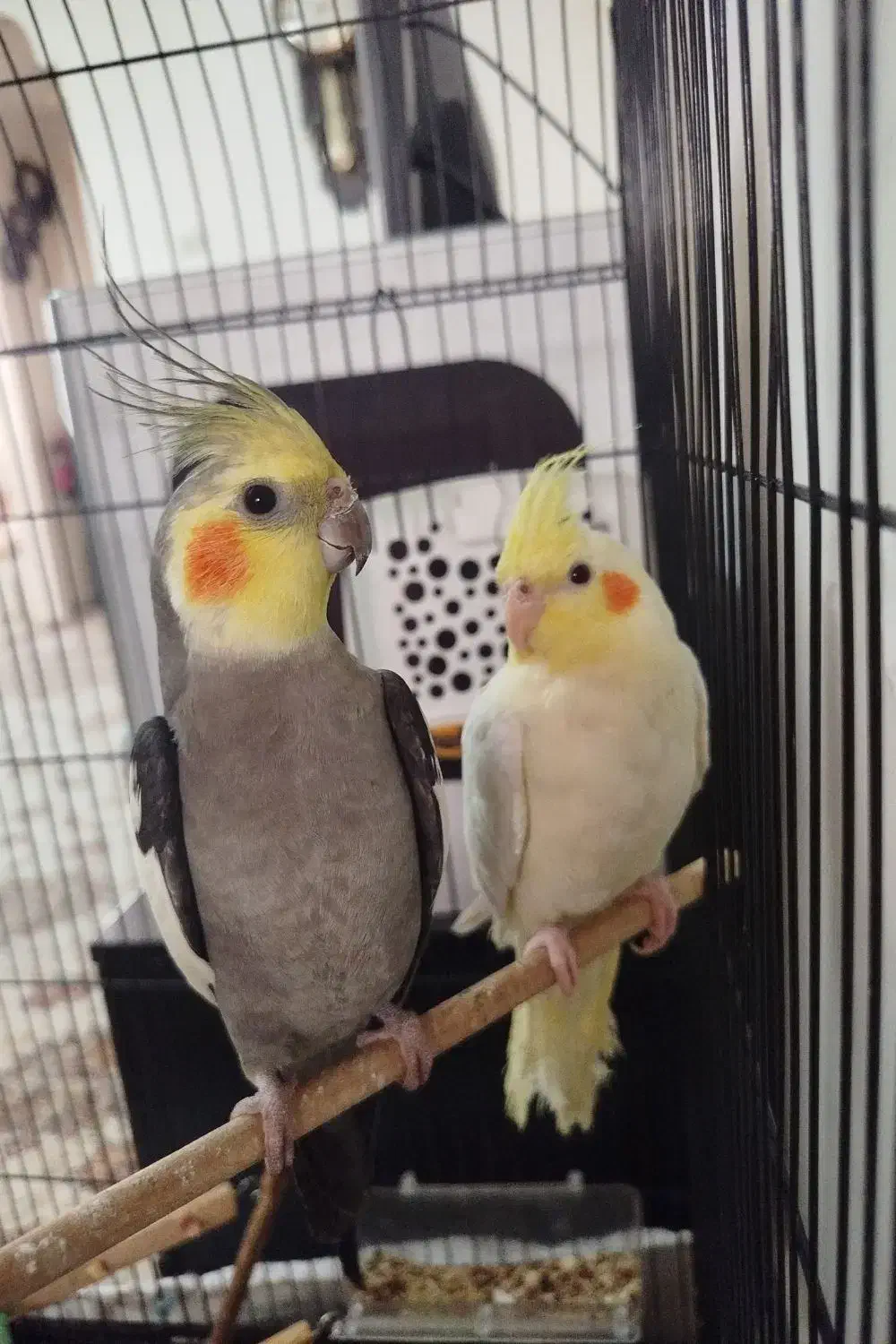 عروس هلندی|پرنده|تهران, افسریه شمالی|دیوار